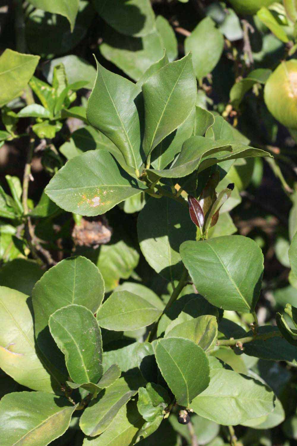              Sun leaves (Riverside, CA)       